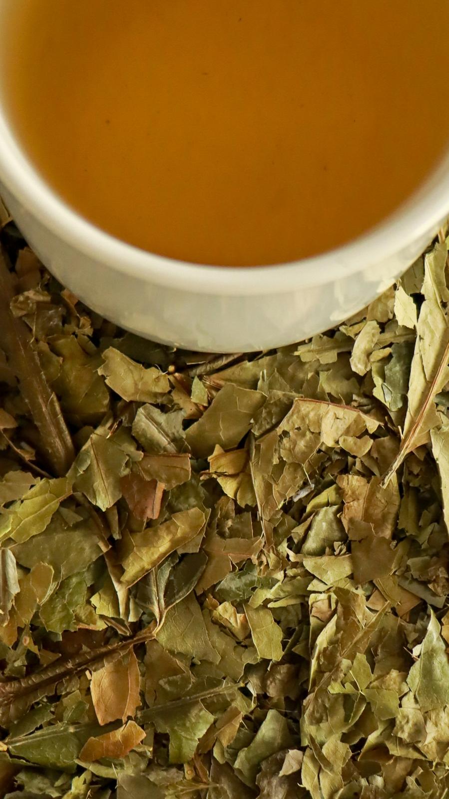 Guayusa